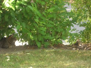 Putzi und Hugoline.jpg