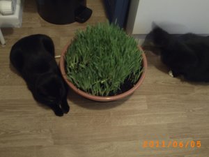 Akira & Samira 0049.jpg