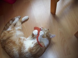 Unsere meue Mitbewohner 009.jpg