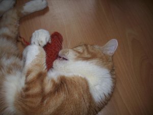 Unsere meue Mitbewohner 016.jpg