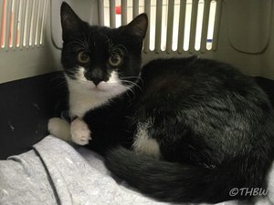 600_THJ-20181022-01.jpg 600_THJ-20181022-01.jpg