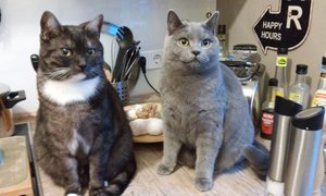 20180211_izzy_miri.jpg 20180211_izzy_miri.jpg