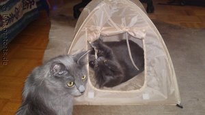 2011-06-02 15-48-51.JPG