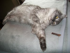 Kjell 10.05.2011 008.jpg