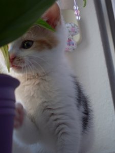 Diggicam 08.2010 102.JPG