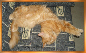 Lucky verdreht 2.jpg