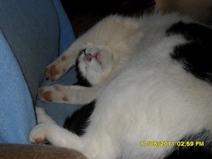 mütze und streuner 005 [800x600].jpg