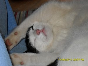 mütze und streuner 006 [800x600].jpg