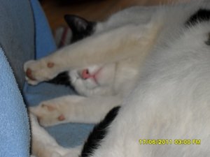 mütze und streuner 007 [800x600].jpg