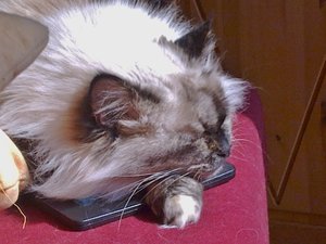 Ishani schlafend.jpg