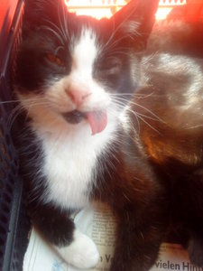 Patty Bilder Handy 228.JPG