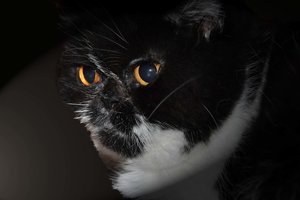 Tosca26.1.2010 061.jpg