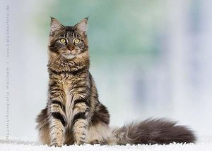2jaehrige-maine-coon-foto-bild-48540867.jpg