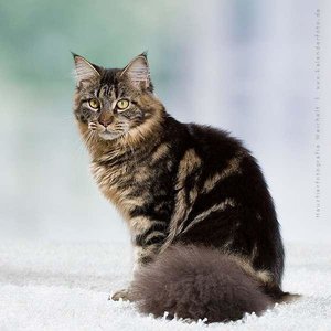 2jaehrige-maine-coon-foto-bild-48540864.jpg