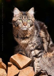 2jaehrige-maine-coon-foto-bild-48540859.jpg