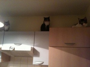 Rylie Mia Zoé 1.jpg