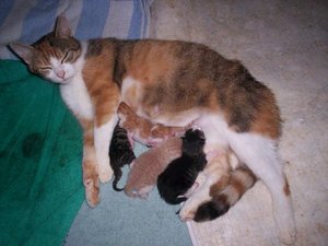 1 Katzen von Tini 1.jpg