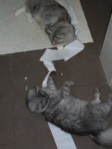 Toilettenpapierparty 012.jpg