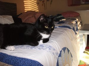 katze..fasching 060.jpg