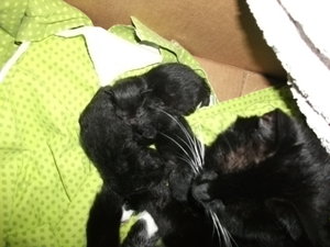 katze..fasching 078.jpg