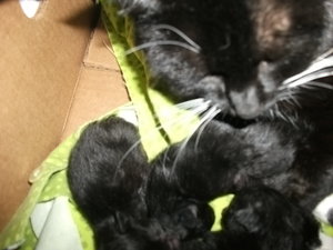 katze..fasching 079.jpg