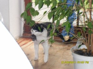 mütze mit maus [800x600].jpg