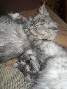 Azula & Chico 19.06.2011 054.jpg
