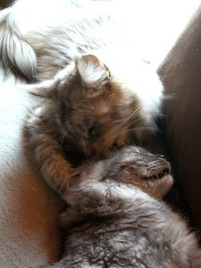 Chico &Azula 09.05.2011 030.jpg