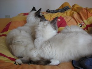 Katzen Juni 2011 006.jpg