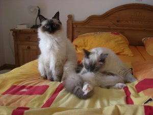 Katzen Juni 2011 010.jpg