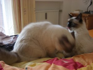 Katzen Juni 2011 007.jpg
