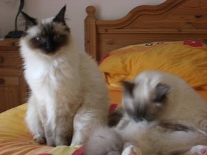 Katzen Juni 2011 011.jpg Katzen Juni 2011 011.jpg