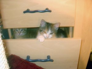katzen in schublade.jpg