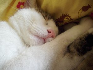 DSCI2392 (Large).JPG