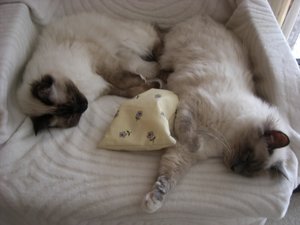 Katzen Juli 2011 018.jpg