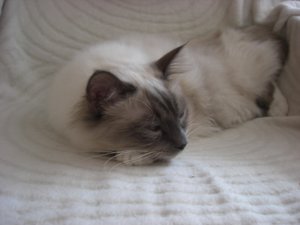 Katzen Juli 2011 020.jpg