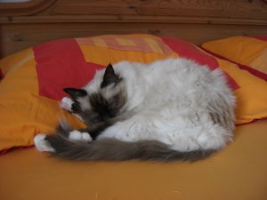 Katzen Juli 2011 021.jpg