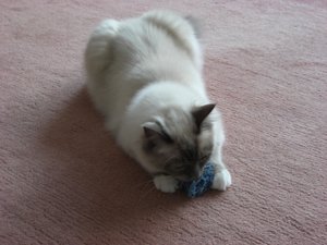 Pupsi Juli 2011 002.jpg