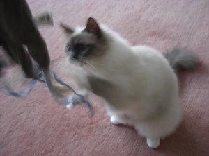 Pupsi Juli 2011 019.jpg