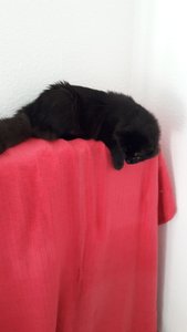 WhatsApp Image 2018-11-09 at 10.42.16.jpeg