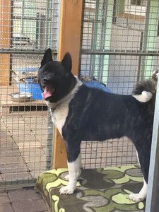 600_2018-11-13-Fundhund.jpg 600_2018-11-13-Fundhund.jpg