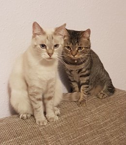 Bild Mono und Maza.jpg