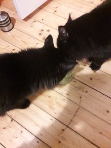 WhatsApp Image 2018-11-24 at 21.51.24.jpeg