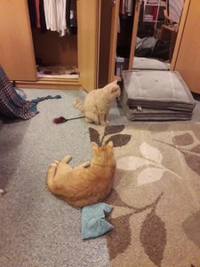 20181208_201404.jpg 20181208_201404.jpg