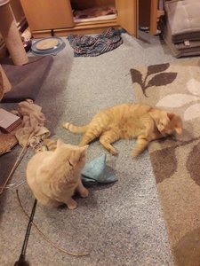 20181208_212223.jpg 20181208_212223.jpg