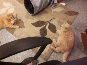 20181208_212516.jpg 20181208_212516.jpg