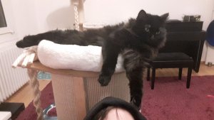 WhatsApp Image 2018-12-16 at 01.46.12.jpeg