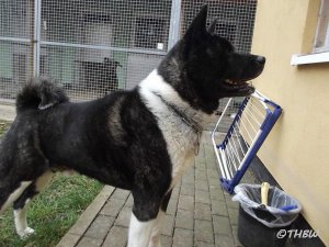 600_Attila.jpg 600_Attila.jpg