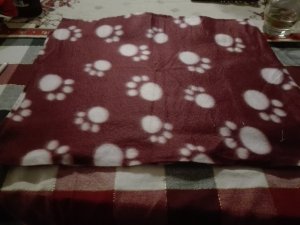 rote pfoten decke oder kissen 40x40.jpg