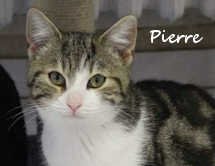 Pierre.jpg